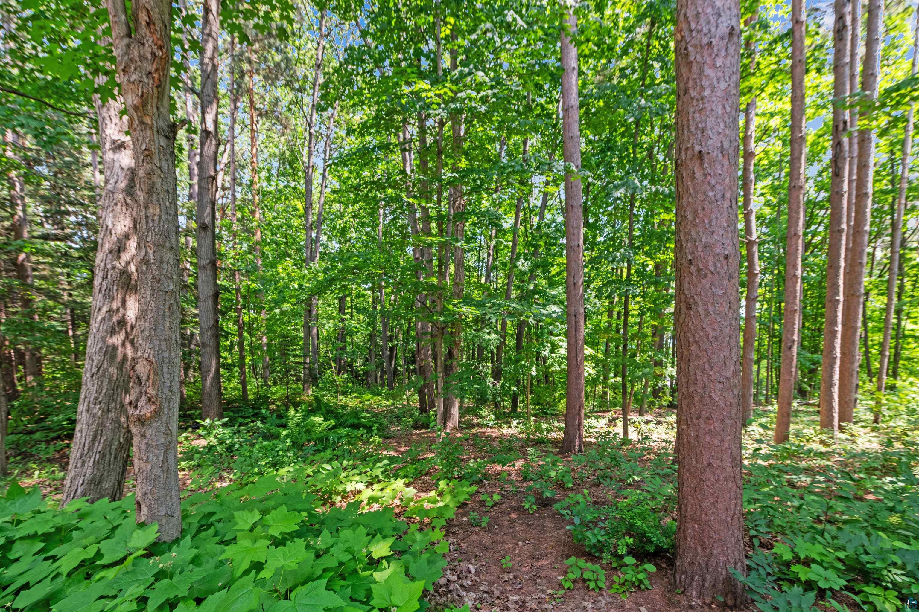 720 Rice Avenue Bayfield, WI 54814 - Photo 39 of 47 View of tree filled area