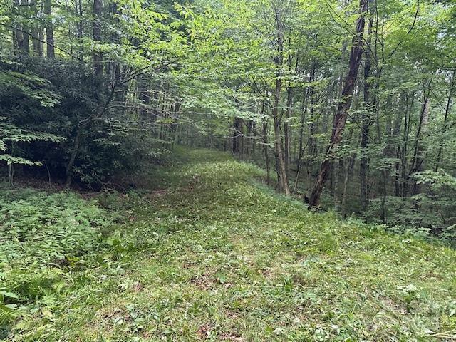 2283 Pless Underwood Road Maggie Valley, NC 28751 - Photo 11 of 13 a view of a lush green forest