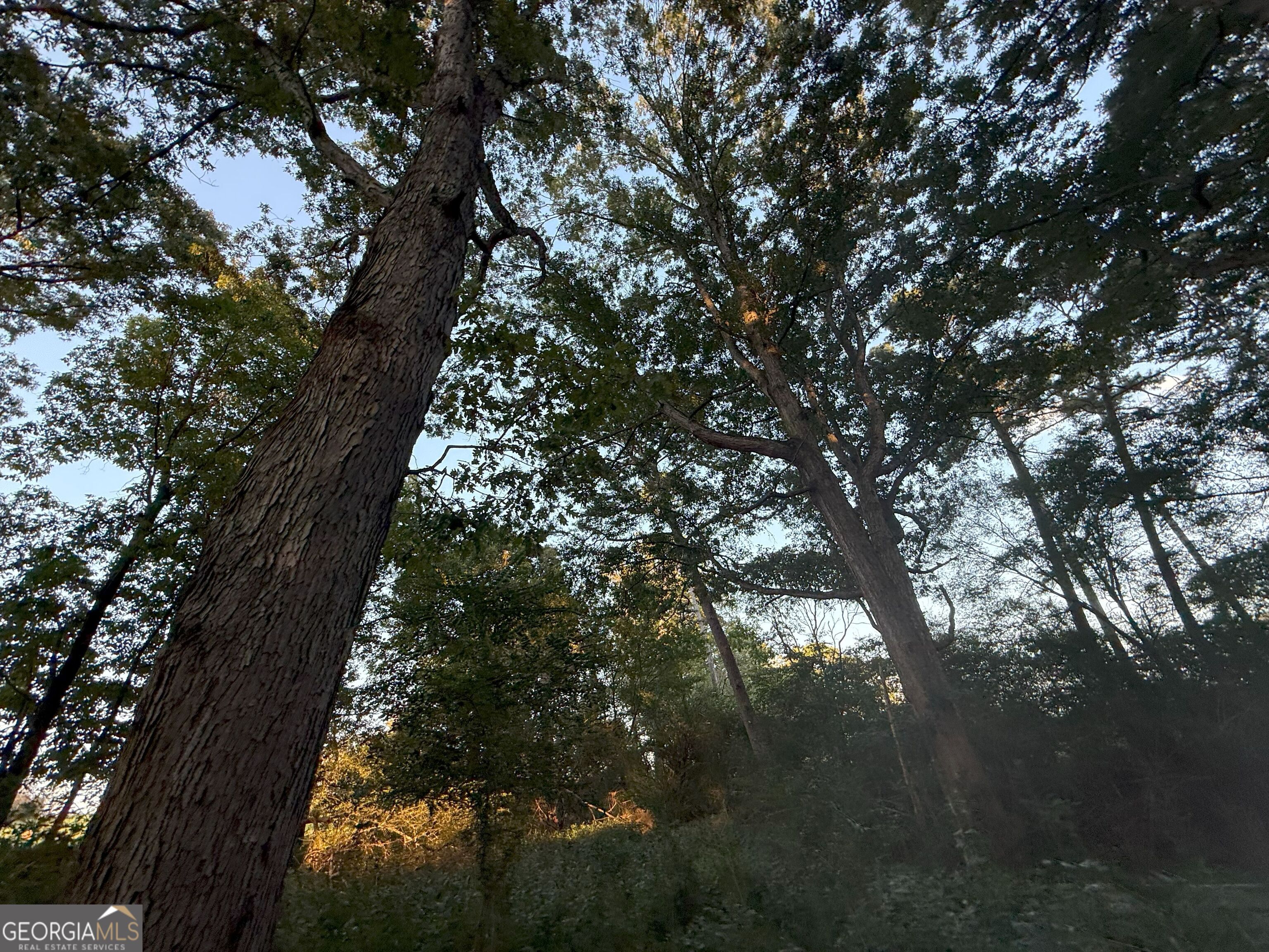 13 West L Williams Road Commerce, GA 30530 - Photo 13 of 25 a view of tree