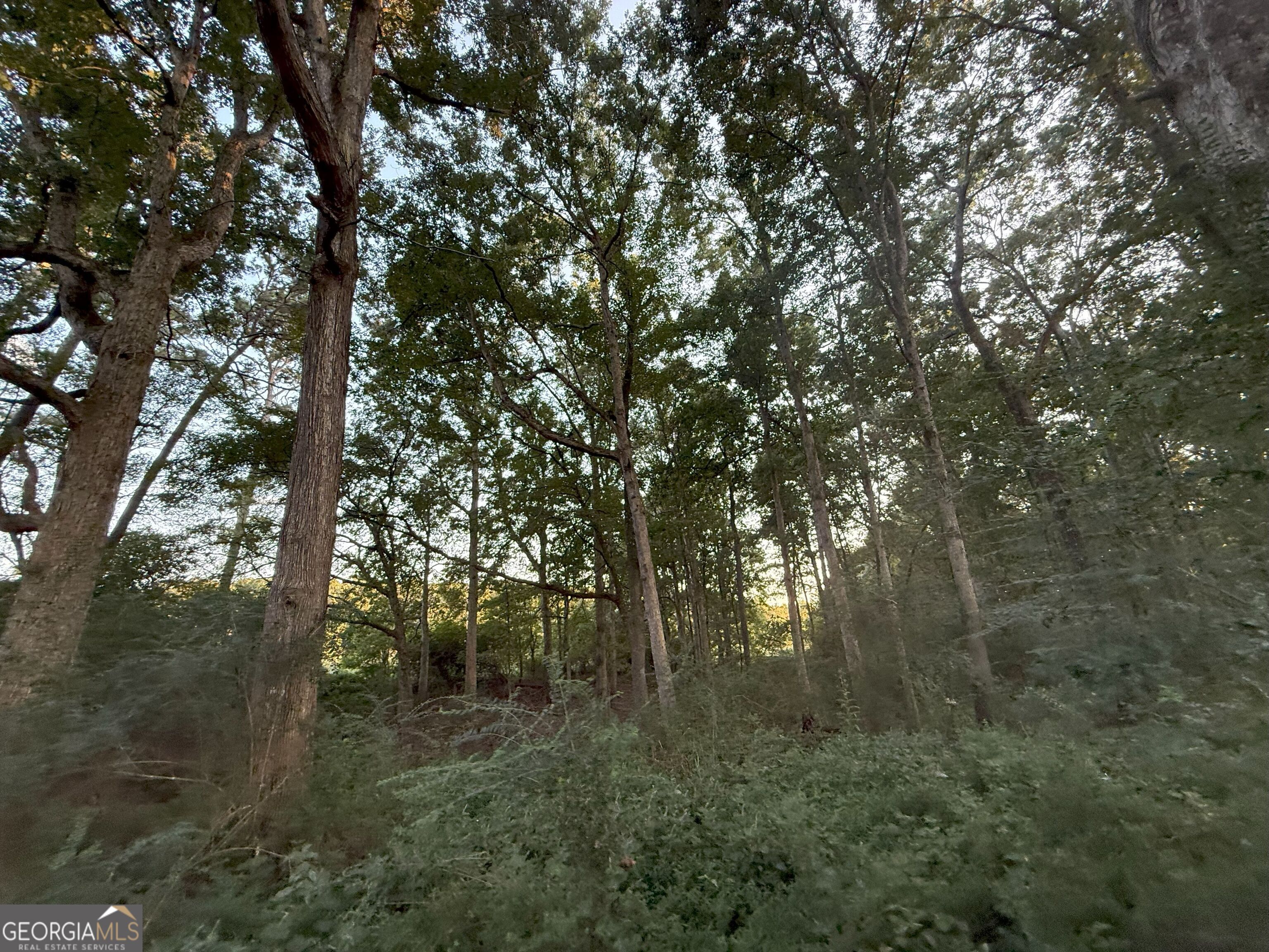 13 West L Williams Road Commerce, GA 30530 - Photo 14 of 25 a view of forest