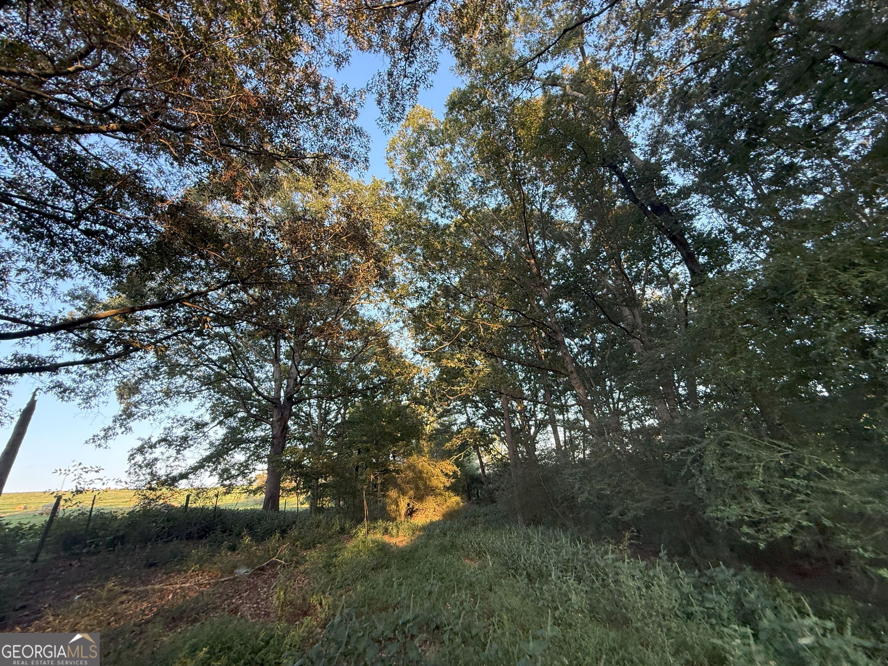 13 West L Williams Road Commerce, GA 30530 - Photo 15 of 25 a view of a tree in a yard