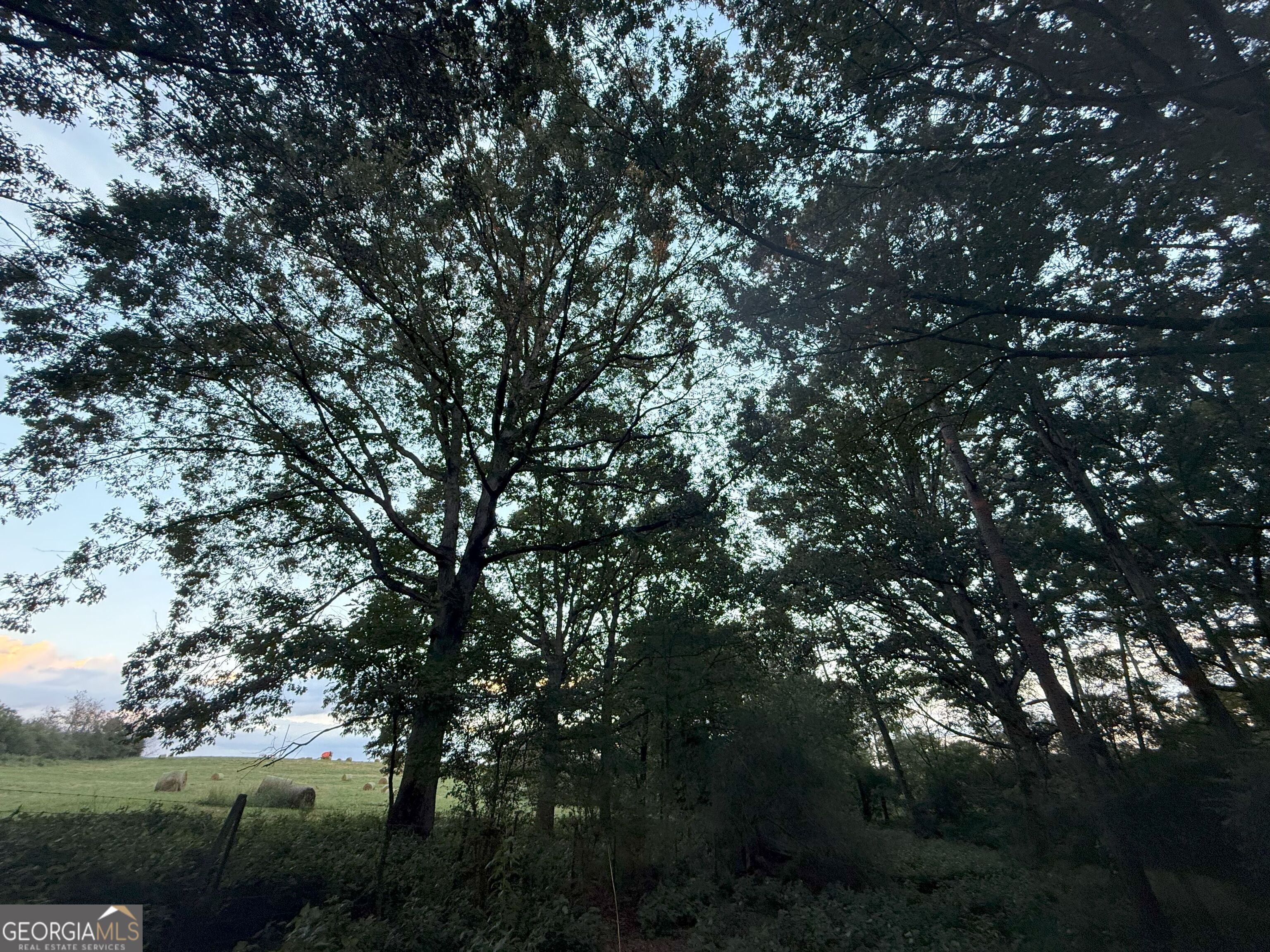 13 West L Williams Road Commerce, GA 30530 - Photo 25 of 25 a view of tree