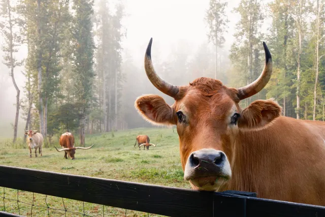 $15,500,000 | 1500 Pk Vista Trail, Dillard, GA 30537