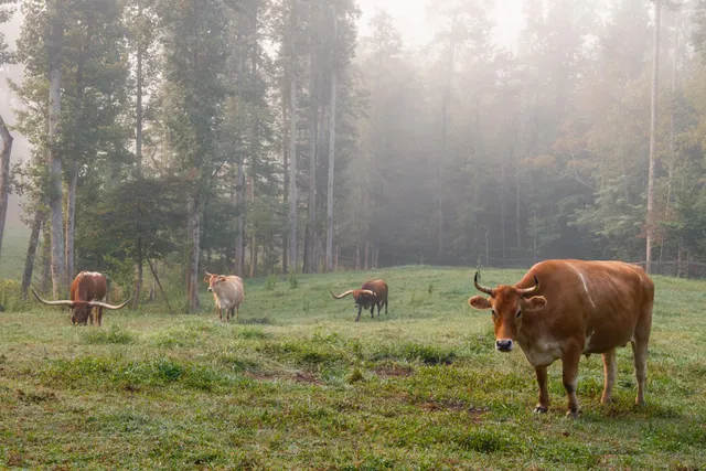 $15,500,000 | 1500 Pk Vista Trail, Dillard, GA 30537