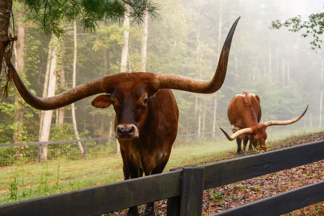 $15,500,000 | 1500 Pk Vista Trail, Dillard, GA 30537