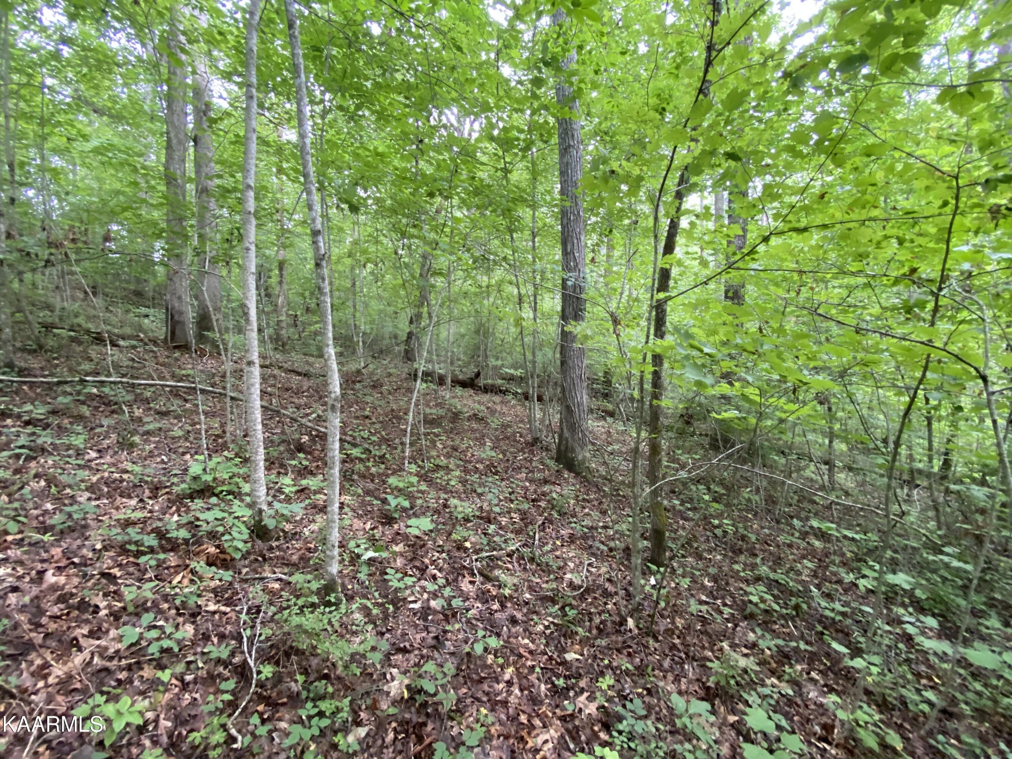 0 Russell Ridge Road Crossville, TN 38555 - Photo 15 of 15 Gallery Image 15