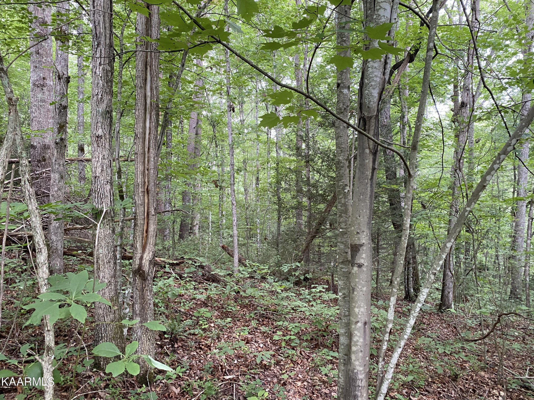 0 Russell Ridge Road Crossville, TN 38555 - Photo 8 of 15 Gallery Image 8
