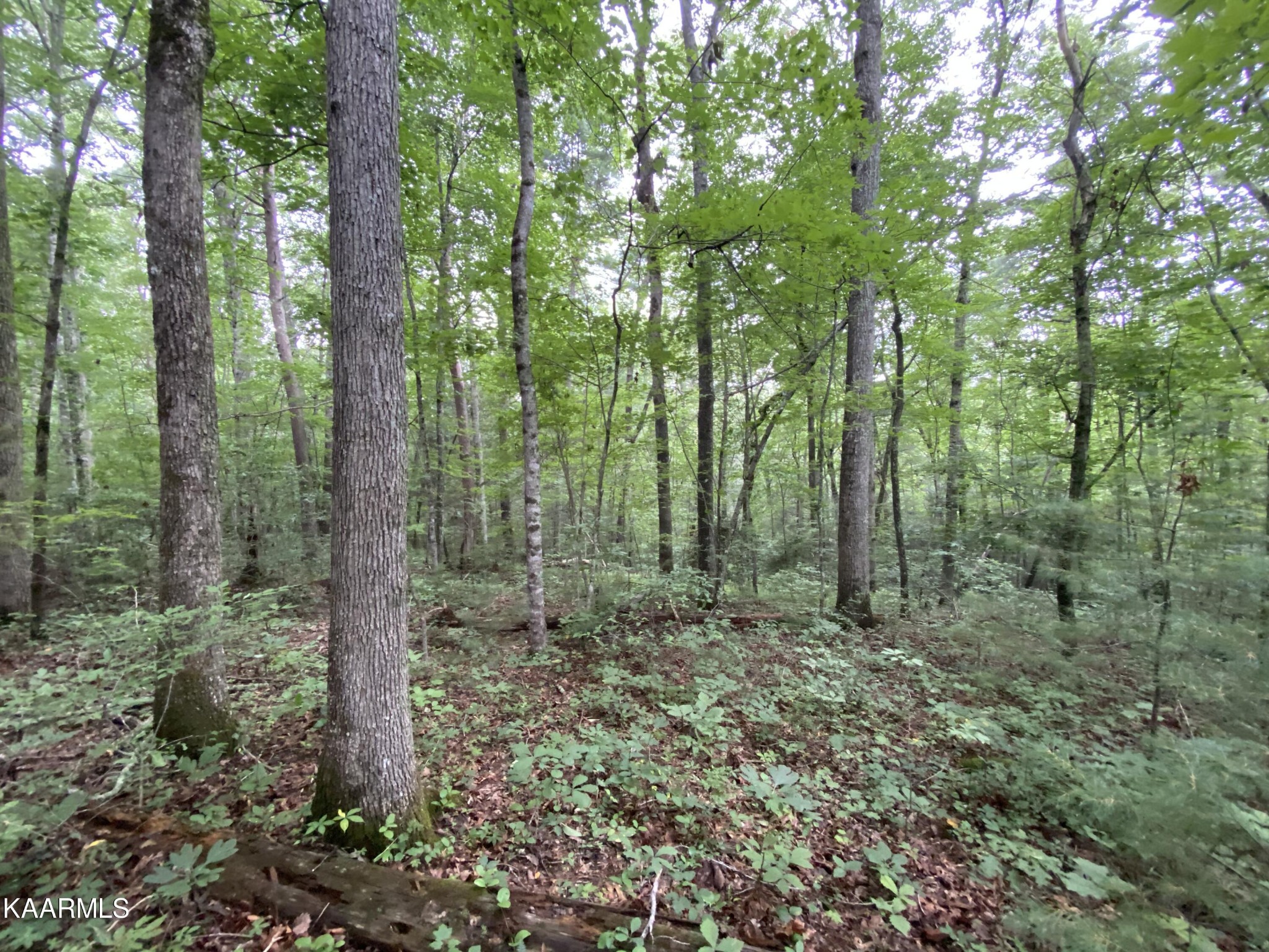 0 Russell Ridge Road Crossville, TN 38555 - Photo 10 of 15 Gallery Image 10