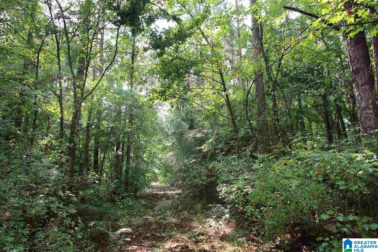 1690 Chosea Springs Road Anniston, AL 36207 - Photo 22 of 24