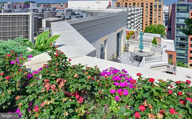 a view of a flower in a garden