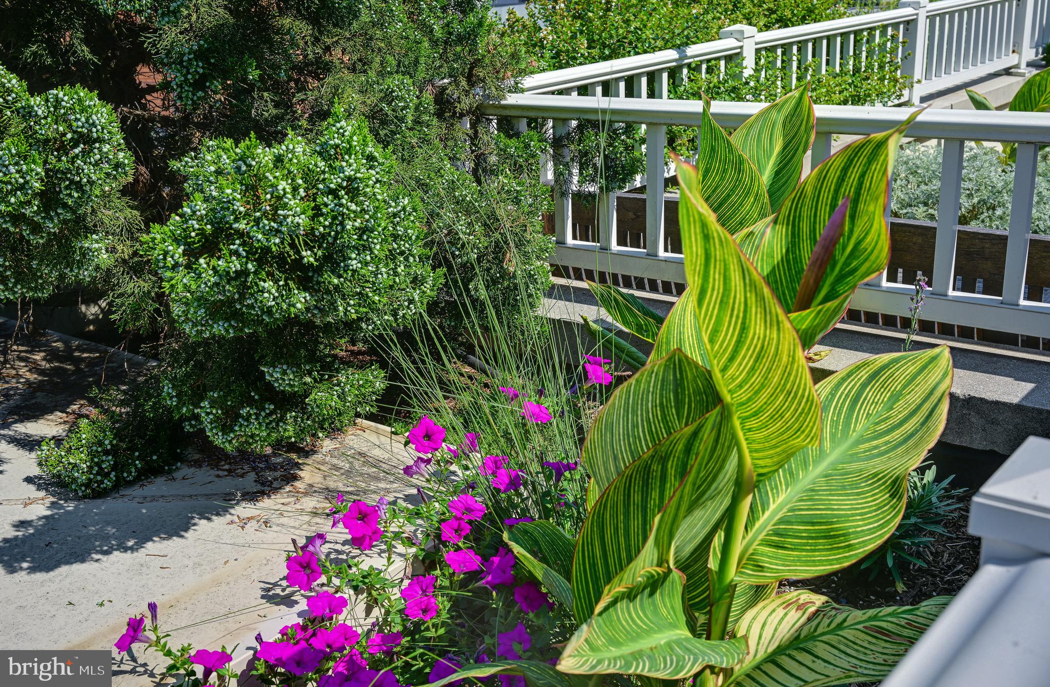 1111 11th Street Northwest, Unit 304 Washington, DC 20001 - Photo 22 of 27 a view of a flower in a garden