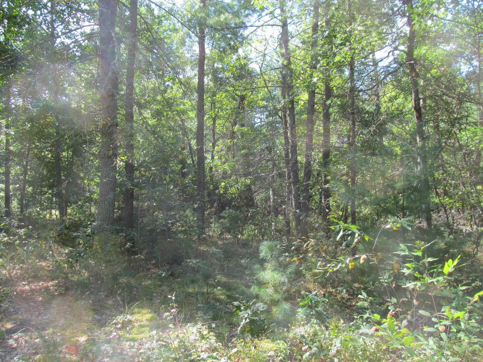 2345 South Burke Circle Baldwin, MI 49304 - Photo 34 of 39 1927023-9a49149e-49b7-45e3-8afb-e334b48417d8.JPG