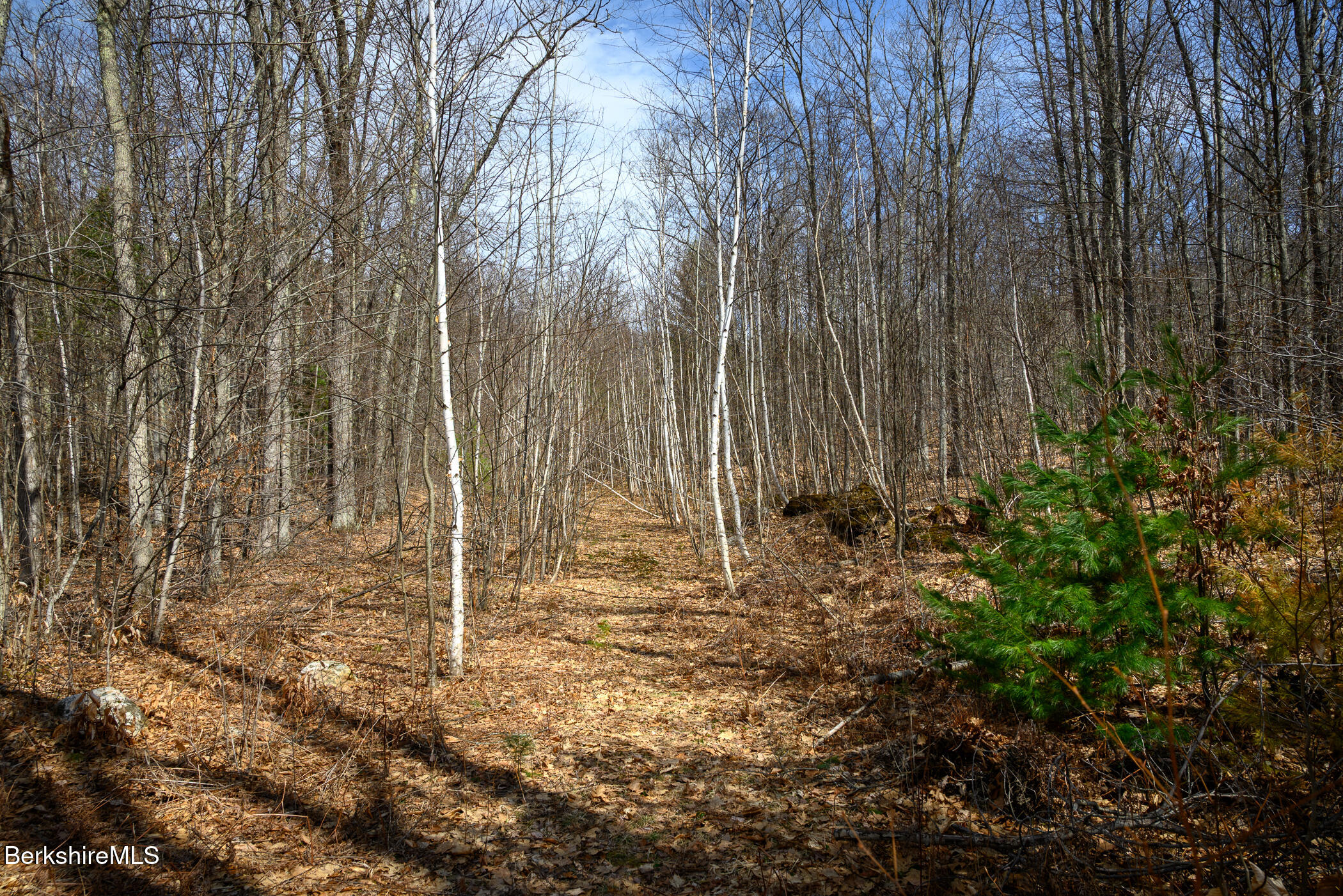 336 Sweet Farm Road Williamstown, MA 01267 - Photo 8 of 8 Walking the land