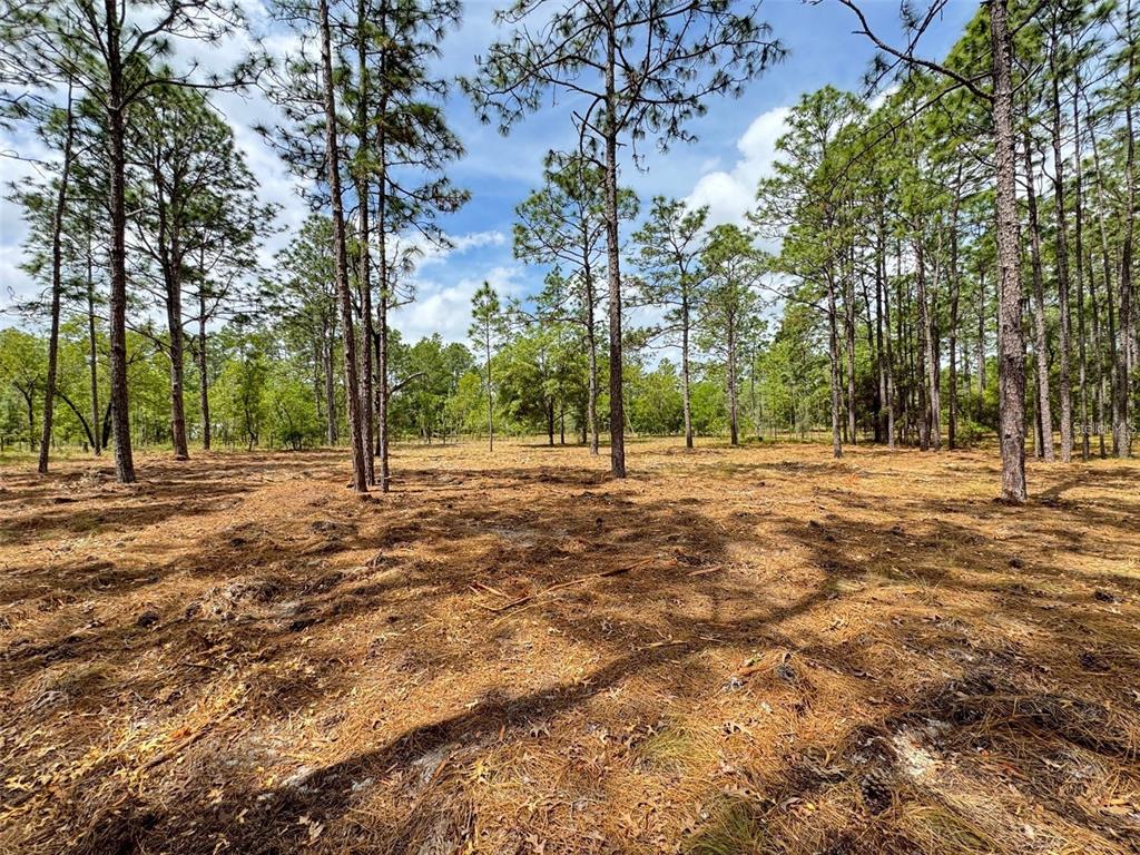 Southwest Deer Park Heights Road Dunnellon, FL 34431 - Photo 6 of 8