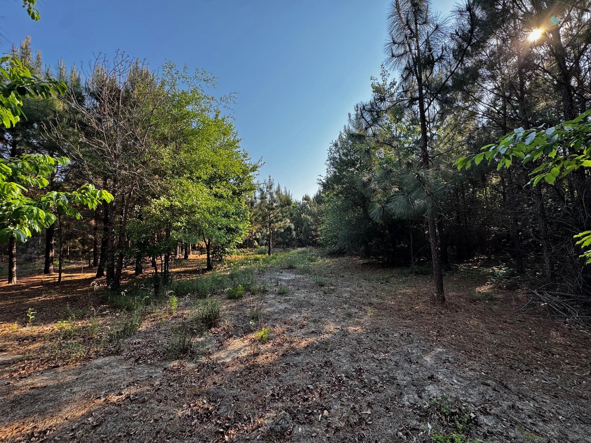 247 South Dixie Road Wagener, SC 29164 - Photo 6 of 26