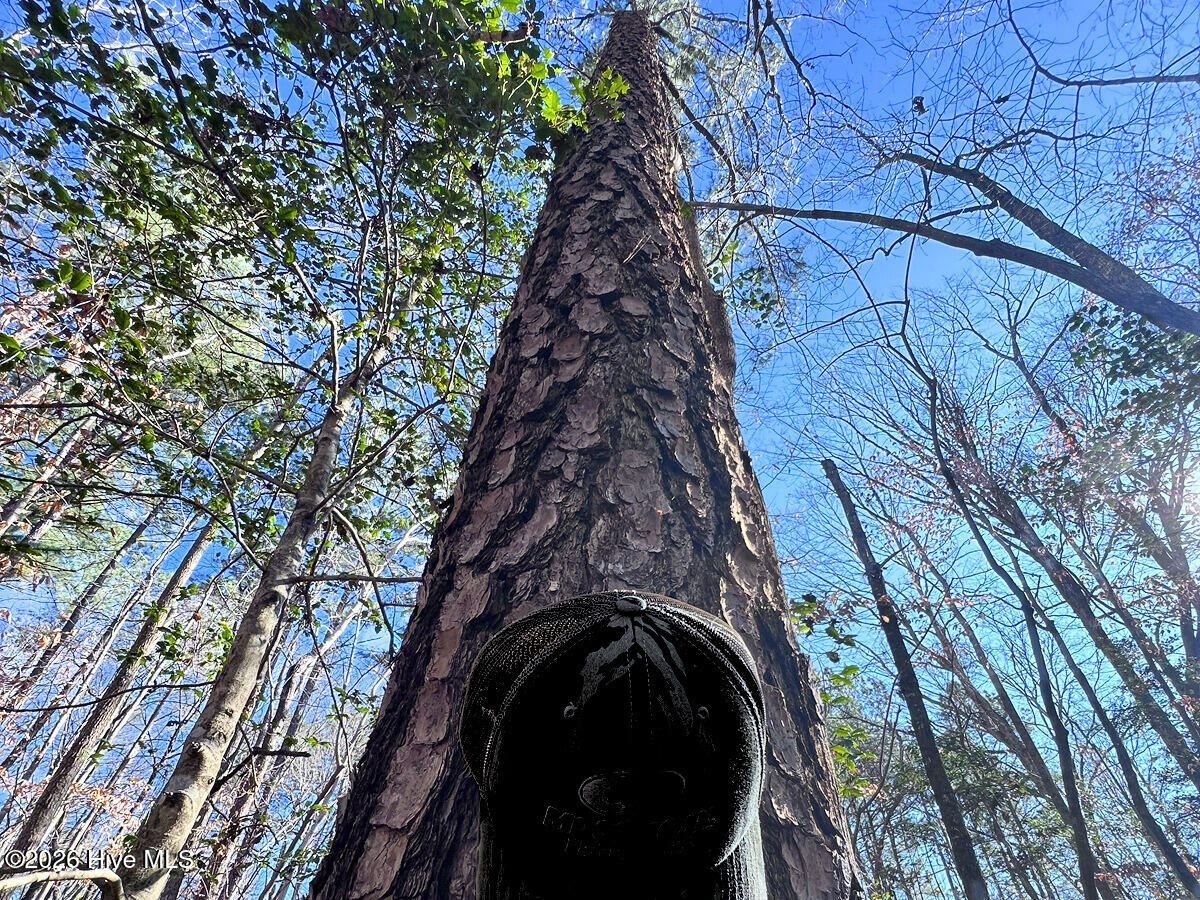 0 Nc 98 Hwy Spring Spring Hope, NC 27882 - Photo 24 of 39 24. Ground Photo Pine Tree - MLS