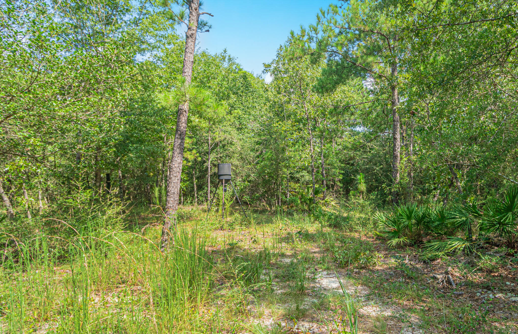 5263 Coy Burgess Loop DeFuniak Springs, FL 32435 - Photo 42 of 57 a view of a garden