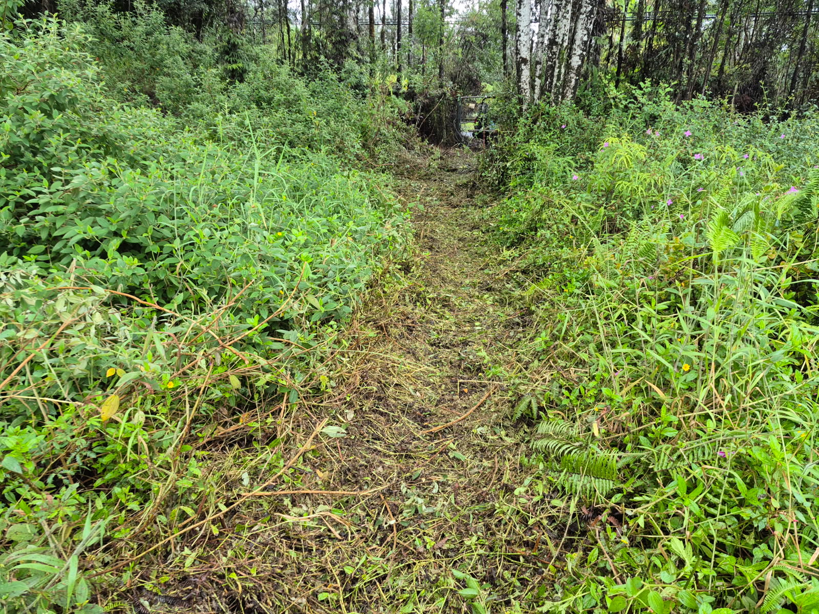 12-3456 Lot 2307 Road 1 Mountain View, HI 96771 - Photo 2 of 5 a view of a lush green forest with small trees
