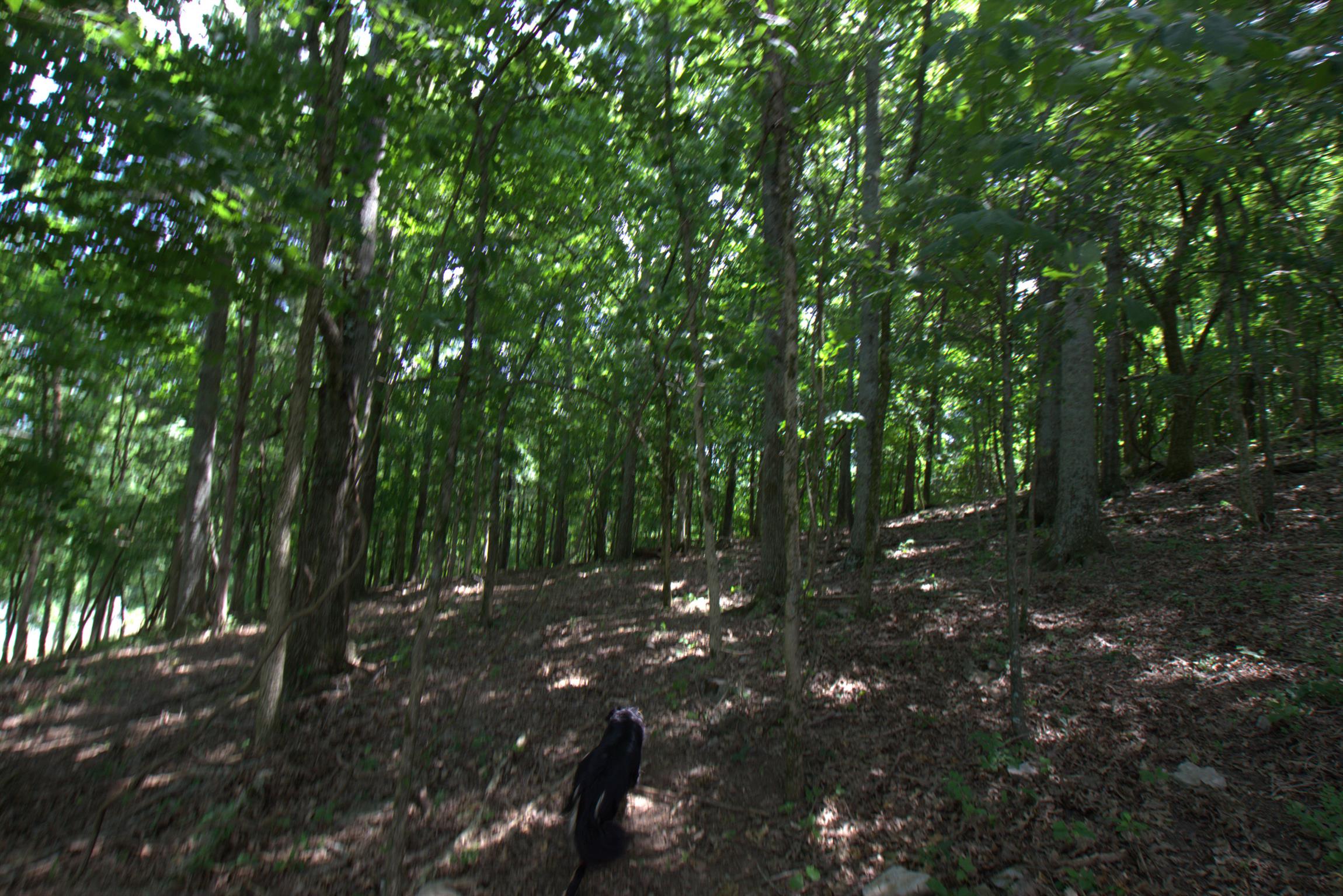 3216 Springplace Road Lewisburg, TN 37091 - Photo 11 of 22 Gallery Image 11