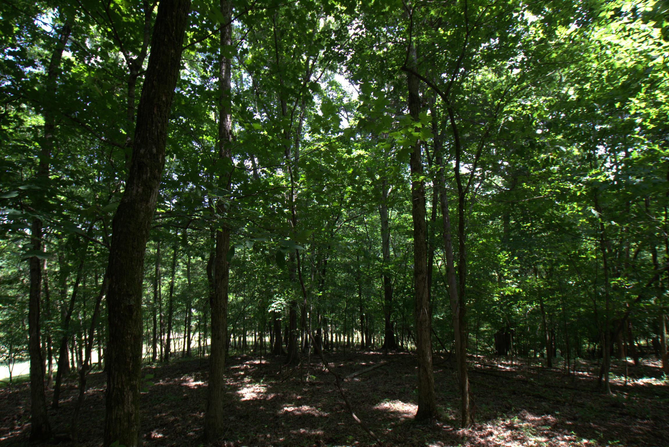 3216 Springplace Road Lewisburg, TN 37091 - Photo 14 of 22 Gallery Image 14