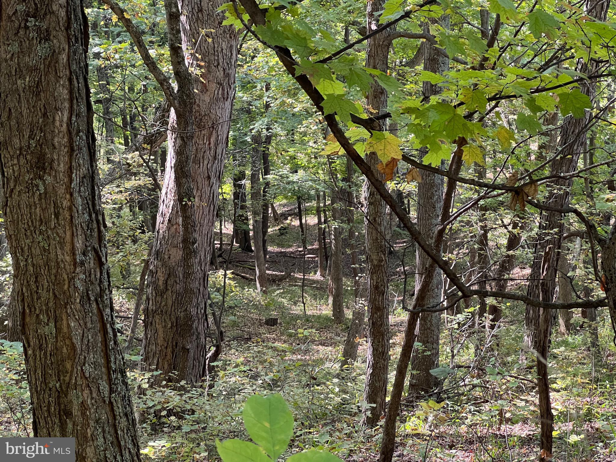 1604 High Knob Road Old Fields, WV 26845 - Photo 93 of 113