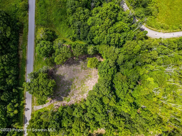 a view of a garden with a tree