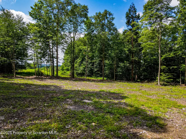 a view of a trees in a yard