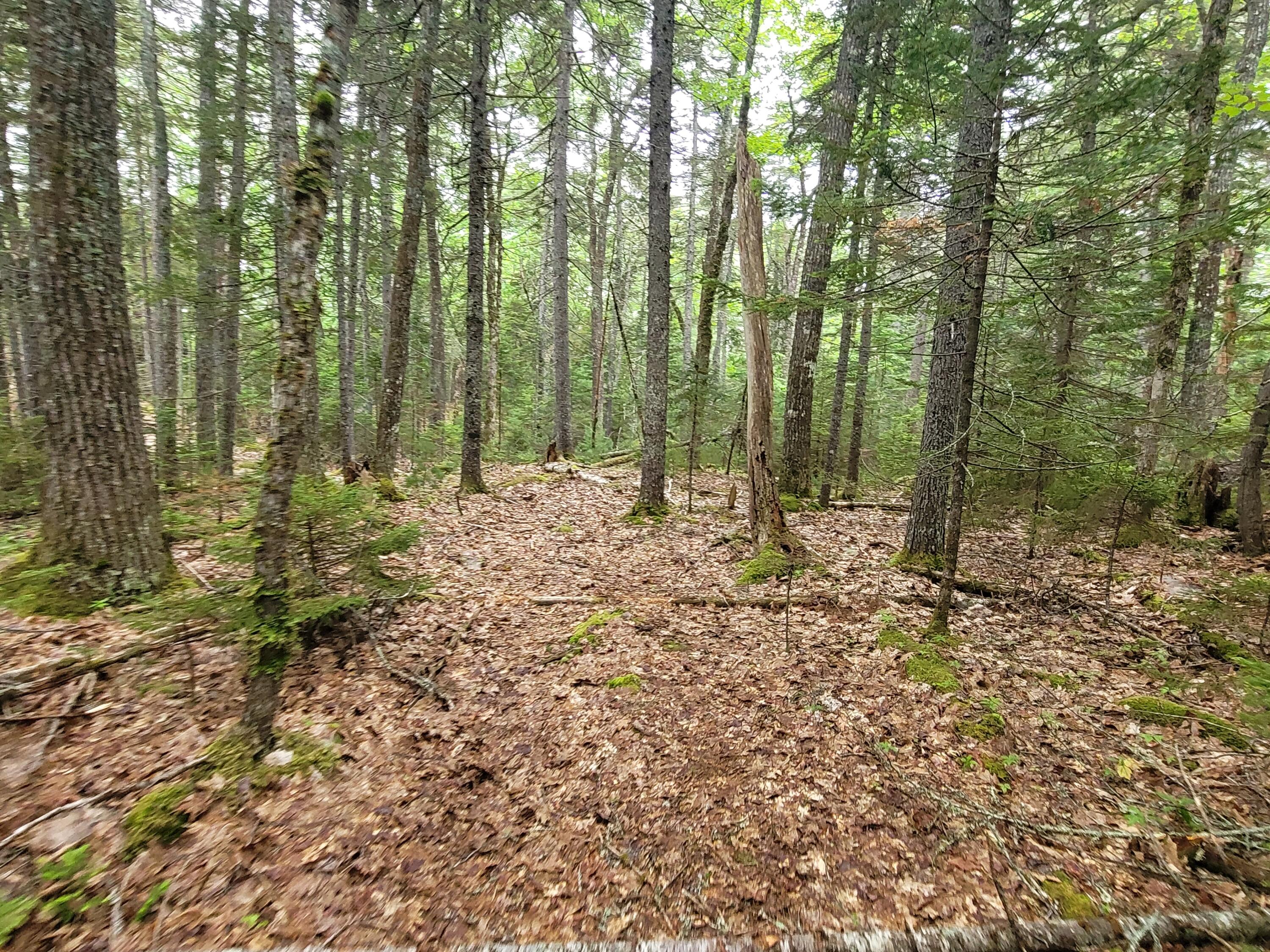Tbd Grindleville Road Blue Hill, ME 04614 - Photo 36 of 52 Interior of lot