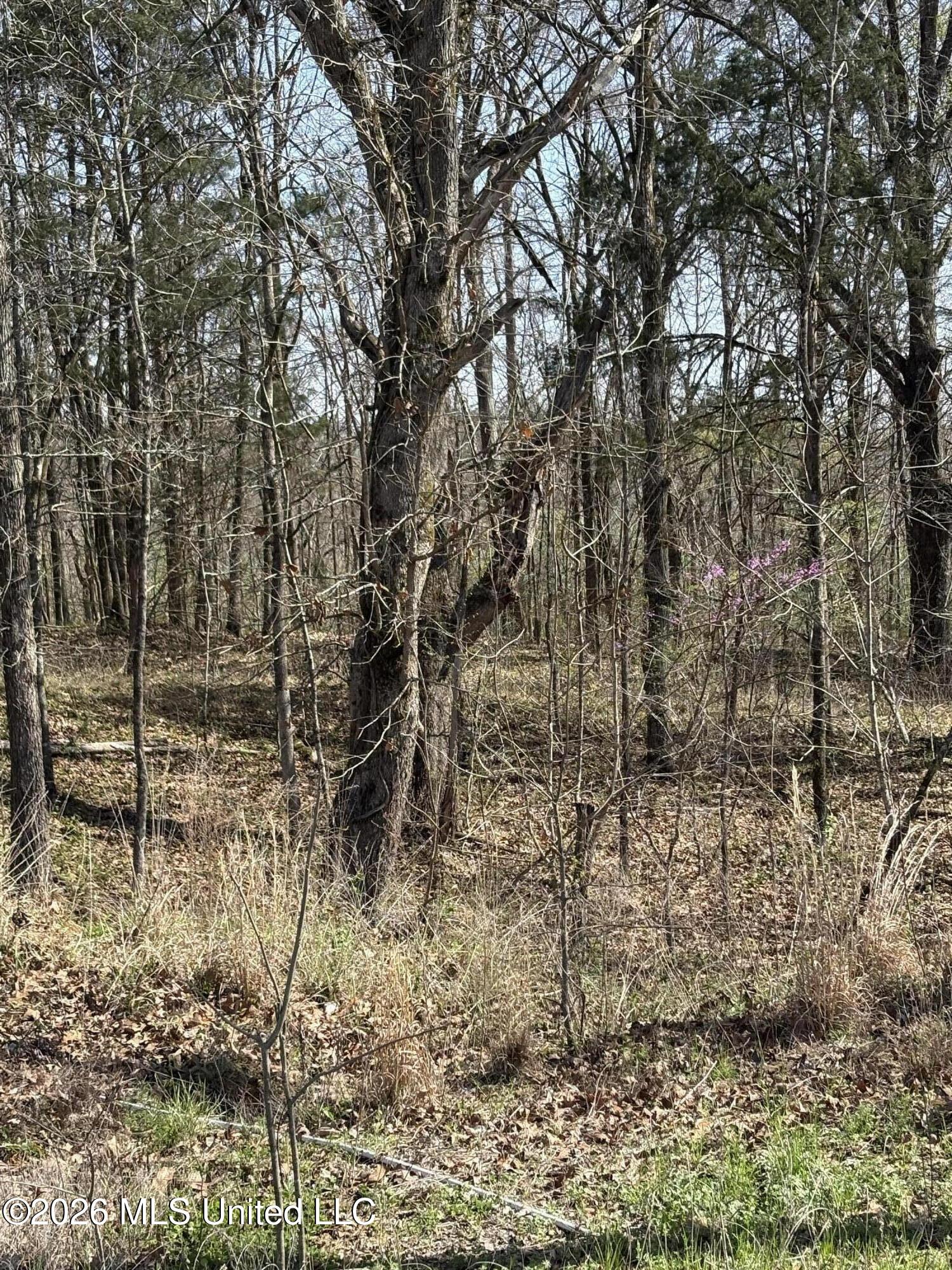 0 Nolan Road Olive Branch, MS 38654 - Photo 1 of 1 IMG_2532 (2)
