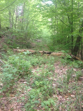 Lot 8 West Branch Road Colrain, MA 01340 - Photo 1 of 14 a view of outdoor space and yard