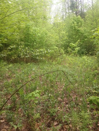 Lot 8 West Branch Road Colrain, MA 01340 - Photo 13 of 14 a view of a yard
