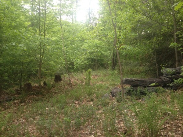 Lot 8 West Branch Road Colrain, MA 01340 - Photo 2 of 14 a view of a forest with a tree