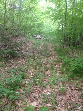 Lot 8 West Branch Road Colrain, MA 01340 - Photo 5 of 14 a view of a large yard with lots of green space