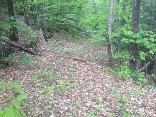 Lot 8 West Branch Road Colrain, MA 01340 - Photo 6 of 14 a view of a yard with a tree