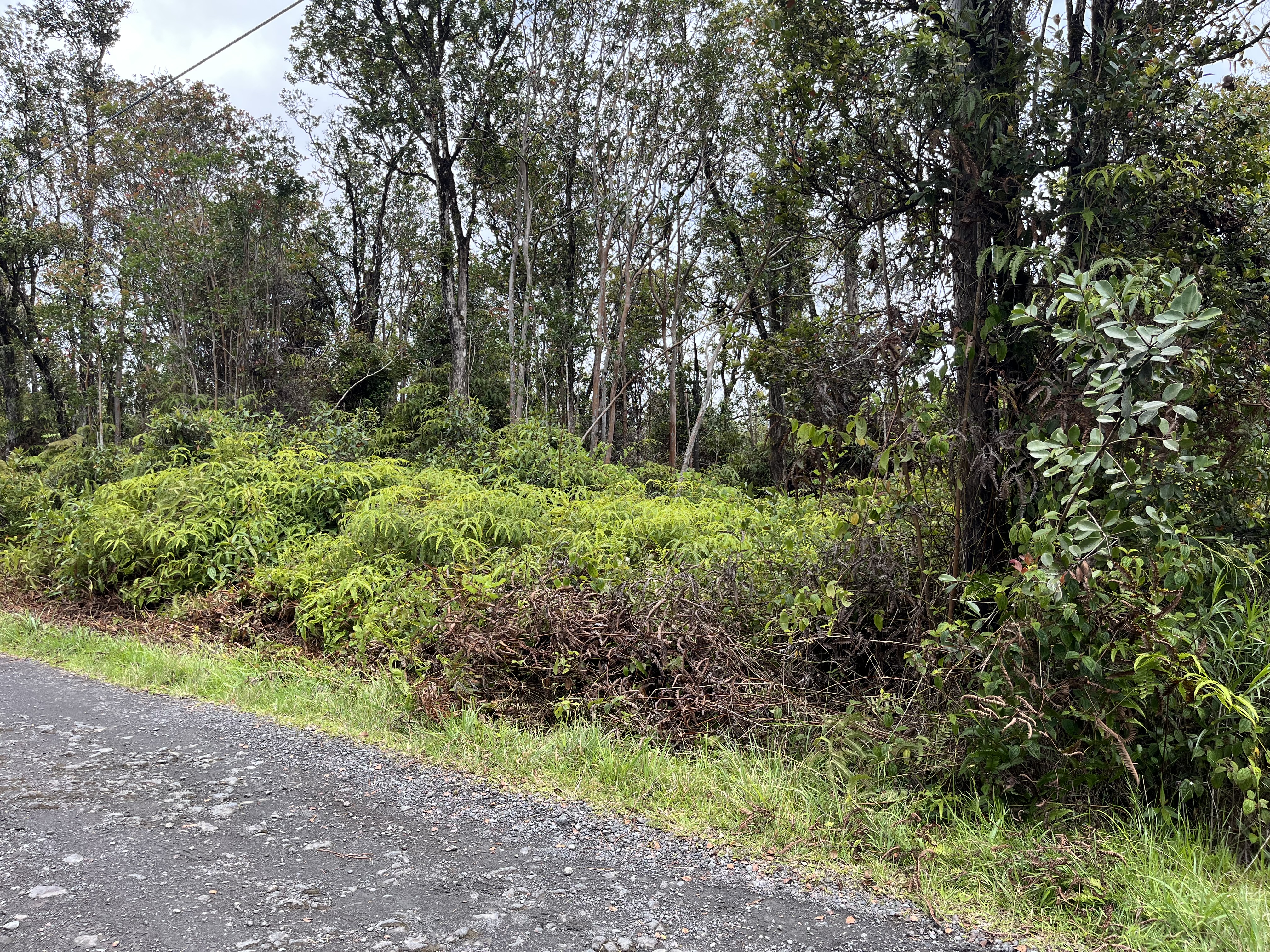 46 Ala Naulani Road Mountain View, HI 96771 - Photo 7 of 13 a big yard with lots of green space and deers
