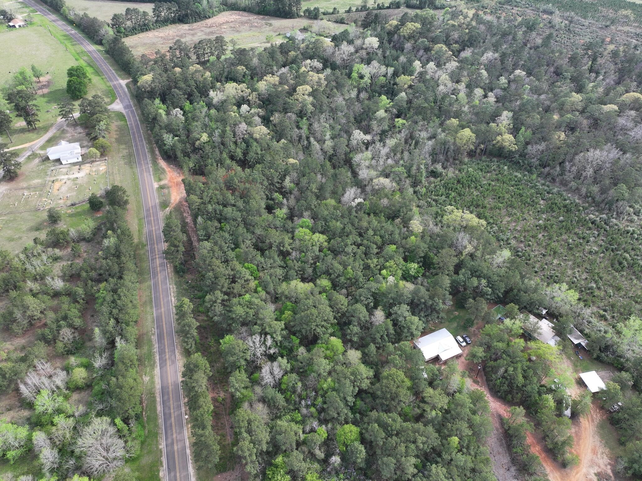 0 Fm-252 Jasper, TX 75951 - Photo 4 of 22 a close up of a tree in a forest
