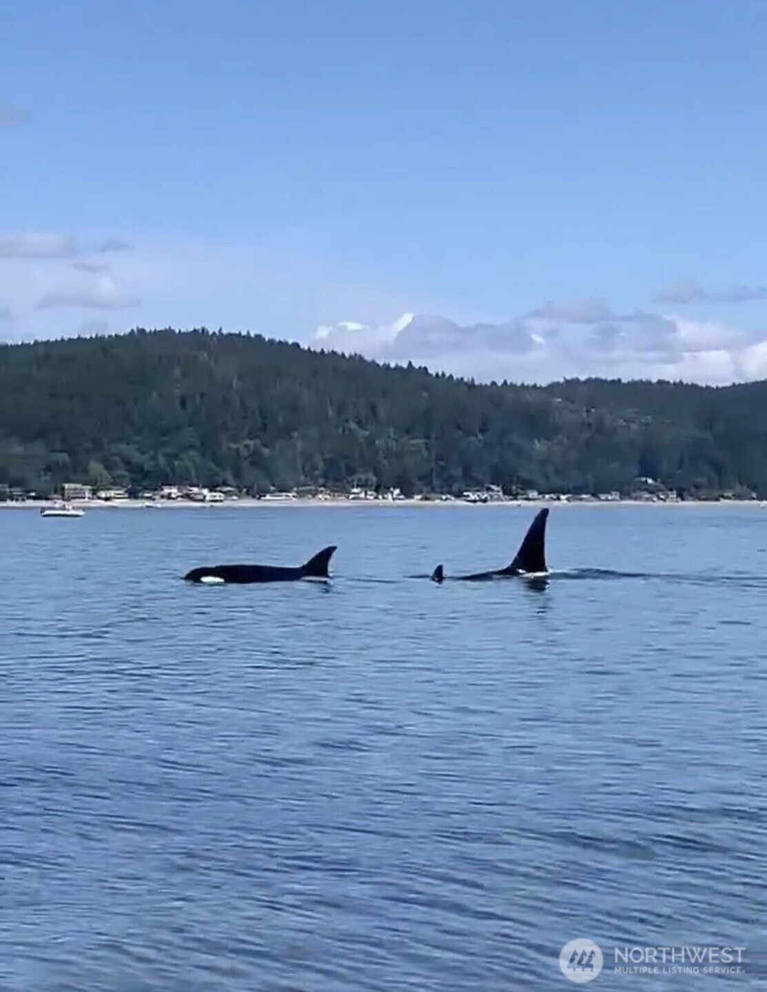 461 Northeast Matthew Drive Belfair, WA 98528 - Photo 4 of 40