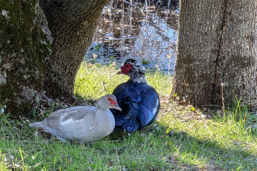 31729 Cherokee Road Coarsegold, CA 93614 - Photo 56 of 68