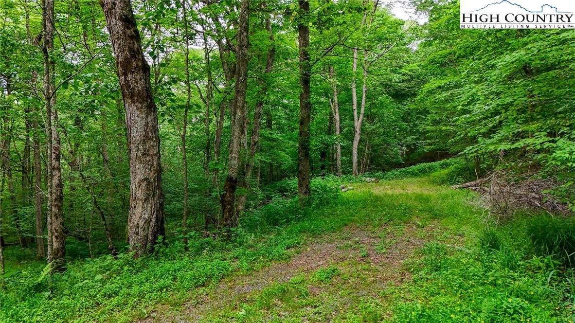 233 Woodland Springs Trail Boone, NC 28607 - Photo 11 of 21 a view of lush green forest