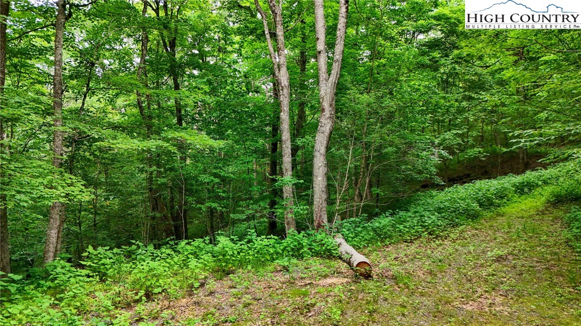 233 Woodland Springs Trail Boone, NC 28607 - Photo 21 of 21 a view of a lush green forest