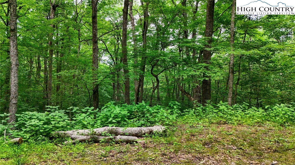233 Woodland Springs Trail Boone, NC 28607 - Photo 4 of 21 a view of a garden with plants and large trees