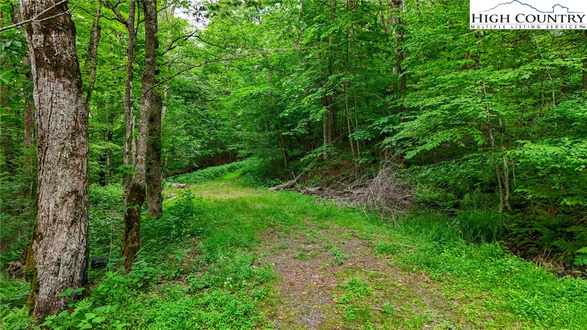 233 Woodland Springs Trail Boone, NC 28607 - Photo 10 of 21 a view of a lush green forest