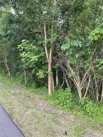 a view of a yard with plants and trees
