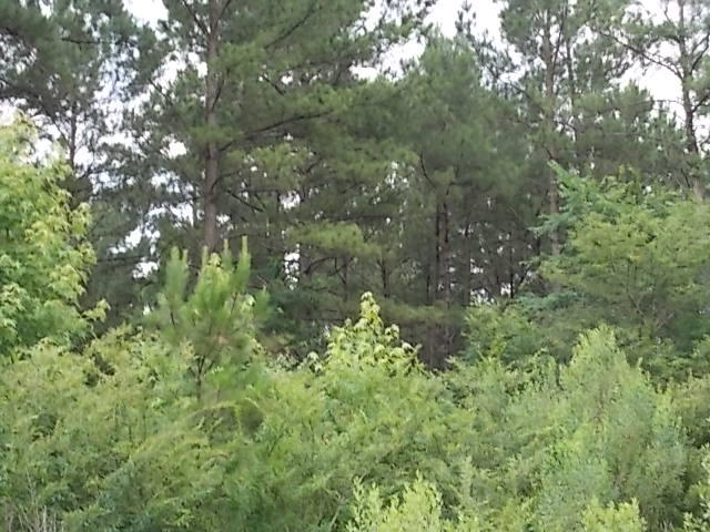 Lot 11 Spring Plains Road Cross, SC 29436 - Photo 1 of 1 0420005085-image1