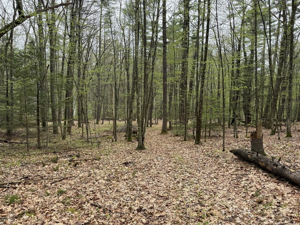 0 Carter Pond Road Petersham, MA 01366 - Photo 18 of 30 a backyard of a house with lots of green space