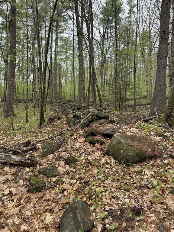 0 Carter Pond Road Petersham, MA 01366 - Photo 19 of 30 a view of outdoor space and tree