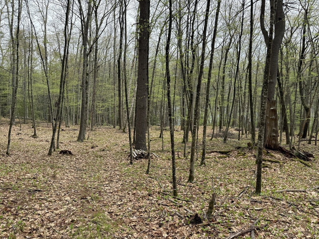 0 Carter Pond Road Petersham, MA 01366 - Photo 20 of 30 a view of outdoor space with entertaining space