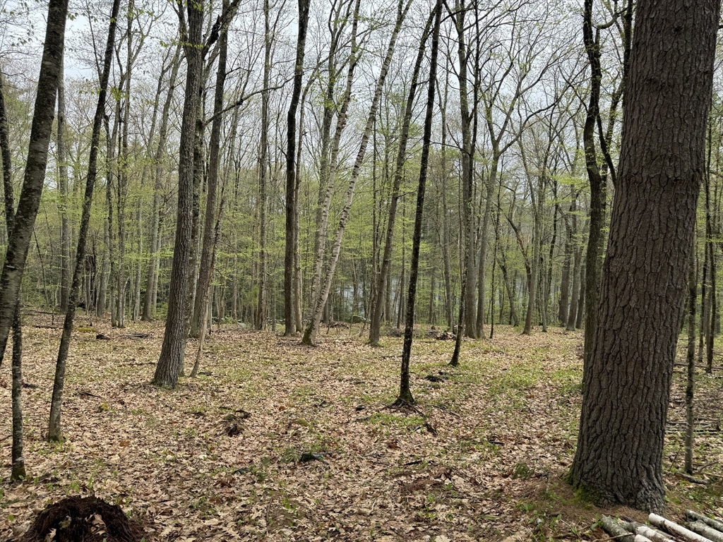 0 Carter Pond Road Petersham, MA 01366 - Photo 21 of 30 a view of tall trees with trees