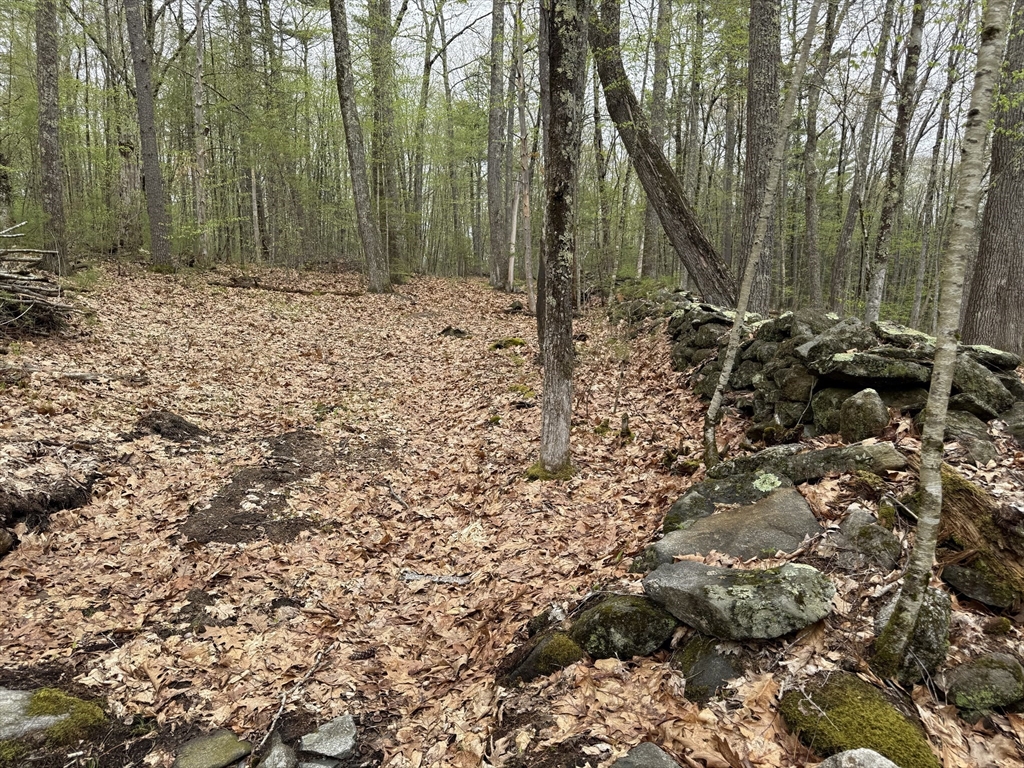 0 Carter Pond Road Petersham, MA 01366 - Photo 22 of 30 a view of a forest with a tree