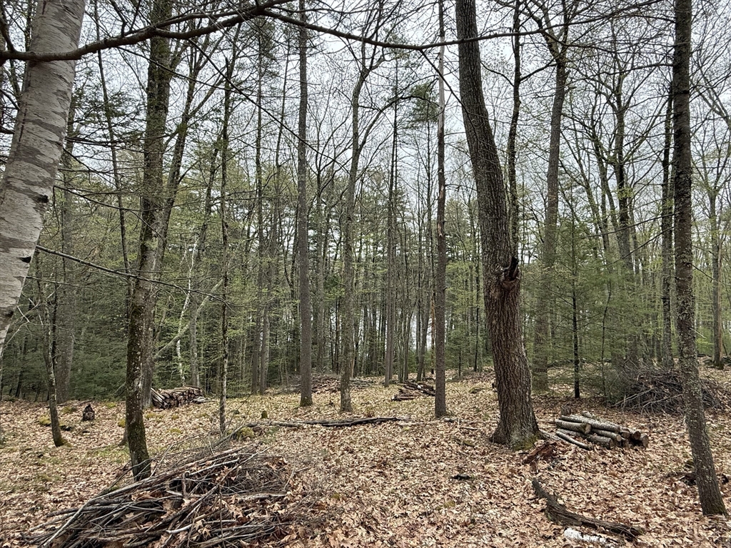 0 Carter Pond Road Petersham, MA 01366 - Photo 25 of 30 a view of a forest filled with trees
